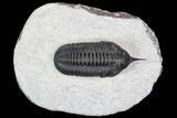 Morocconites Trilobite Fossil - Morocco #108493-1
